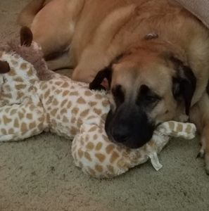 Meet your Posher, Tasha